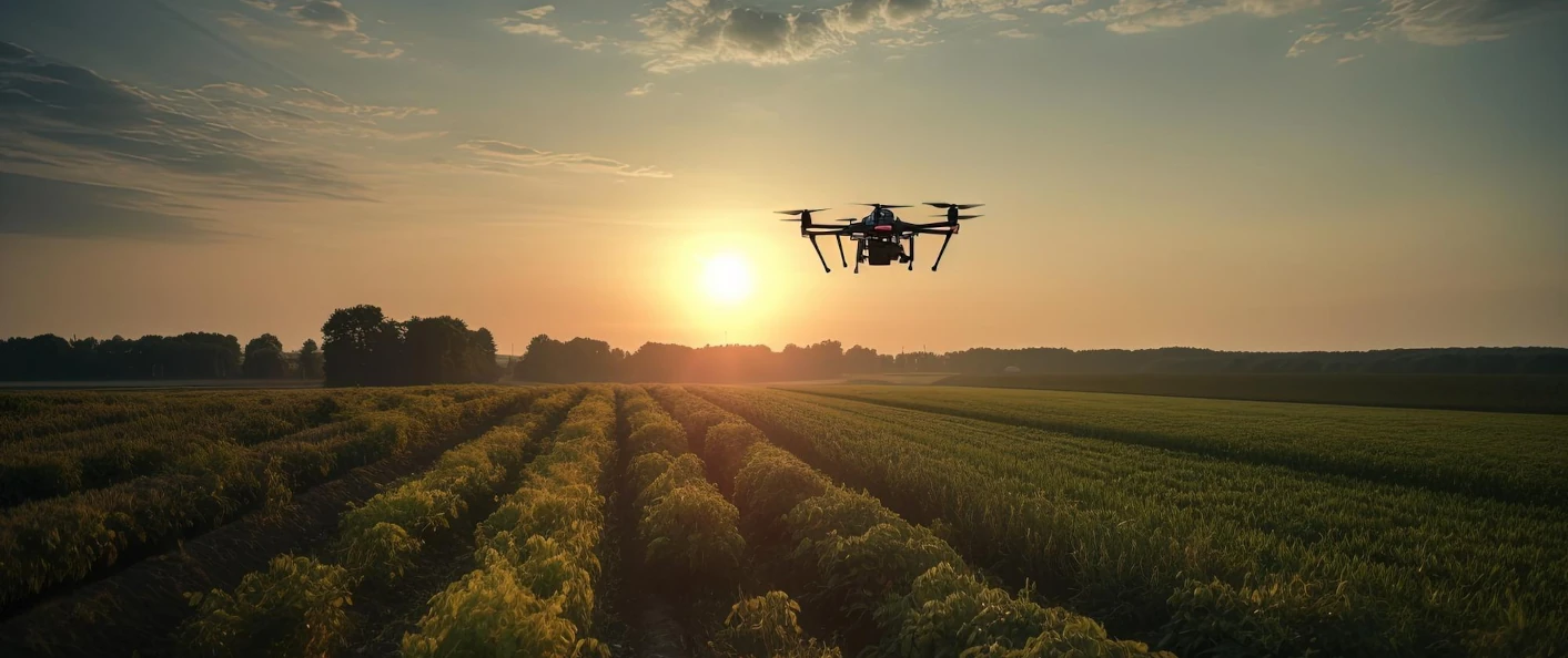 Drone vuela sobre los cultivos al atardecer