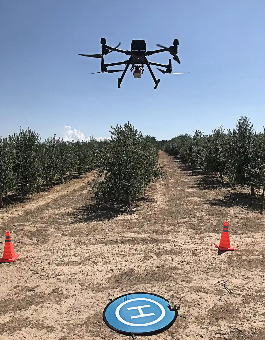 Dron y zona de aterrizaje en un campo de olivos